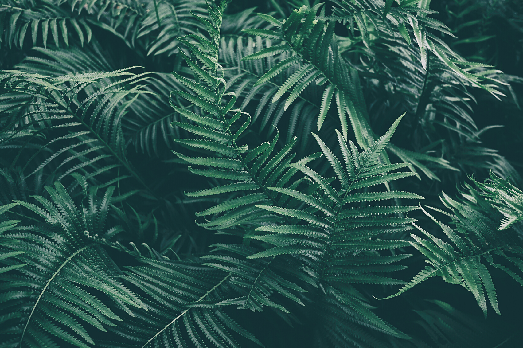 Fern leaves
