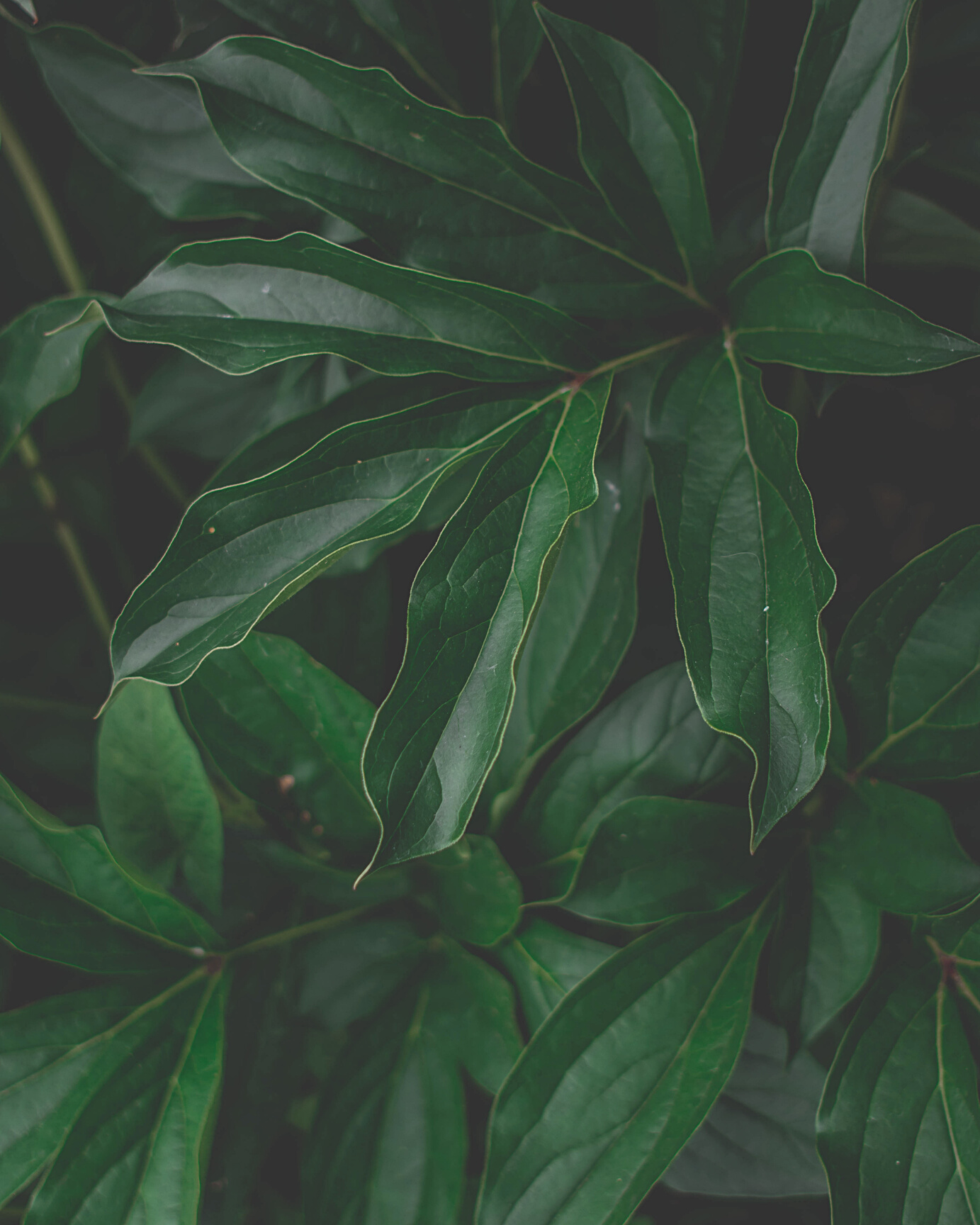 Green Leaves